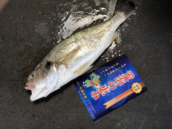 シログチ イシモチ 定置網 八面六臂 シログチ イシモチ 定置網 八面六臂