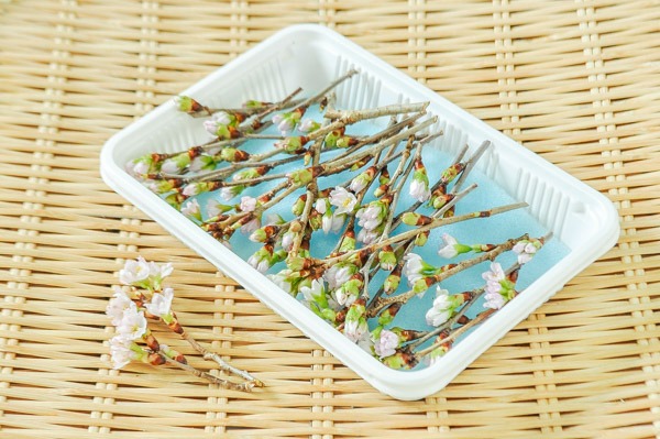 桜枝（さくら）