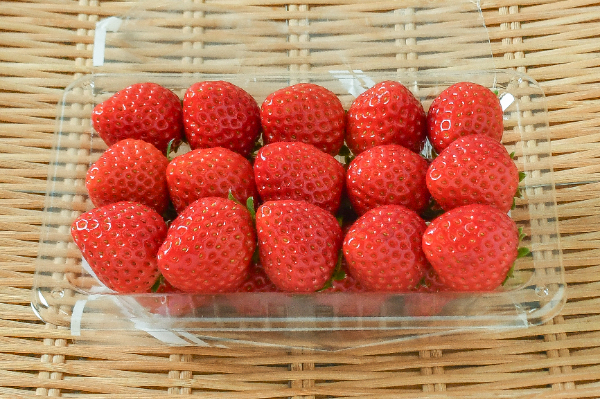 ほしうらら（L）