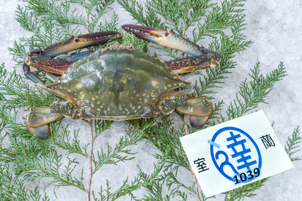 室蘭丸達水産　ワタリガニ（北海道室蘭産）