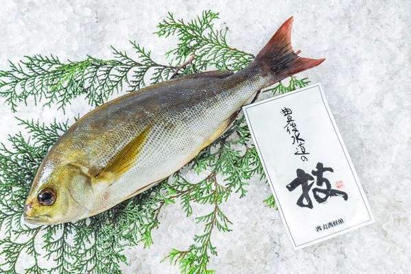 活〆イサキ（釣物）