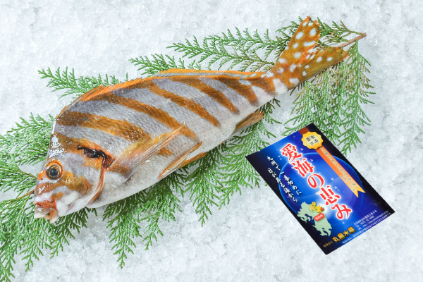タカノハダイ（定置網）