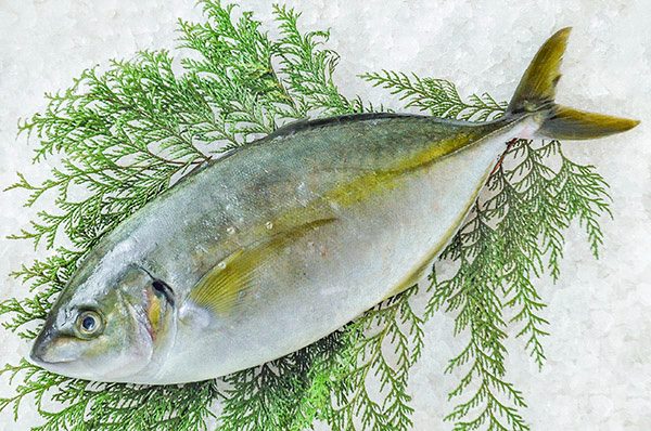 シマアジ（釣物）