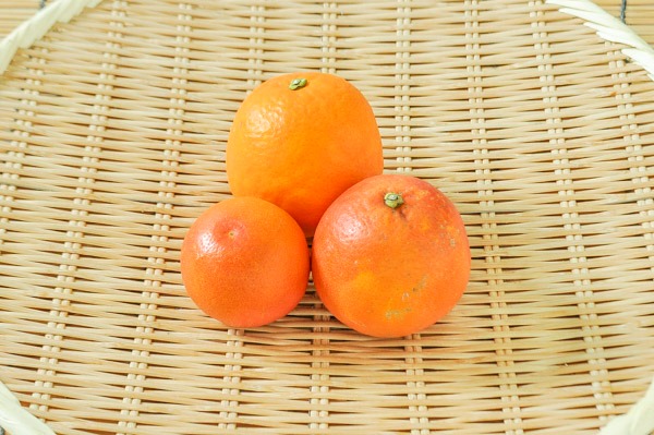 ブラッドオレンジ（込）