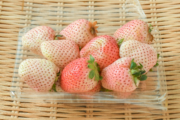ミルキーベリー（A） 【業務用食材の仕入れなら八面六臂】