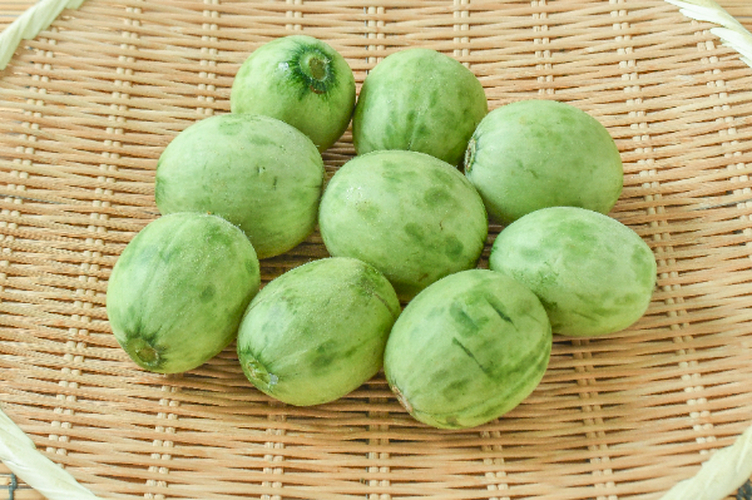 摘果メロン（小中込）