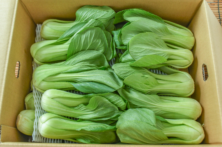 油麦菜/A菜/長野県産/約4kg入/業務用 油麦菜（A菜） 【業務用食材の仕入れなら八面六臂】