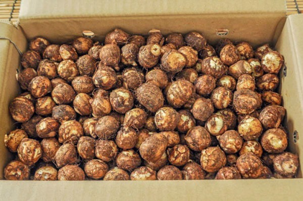 石川芋（2S）箱2kg