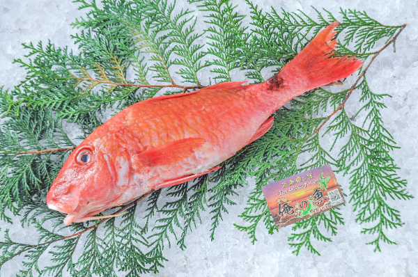 俺の魚　ヒメジ（オジサン）（長崎県五島列島産）