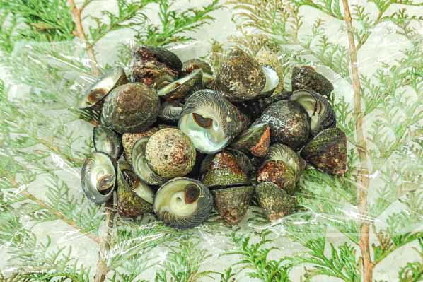 シッタカ貝 約60 80gサイズ 八面六臂