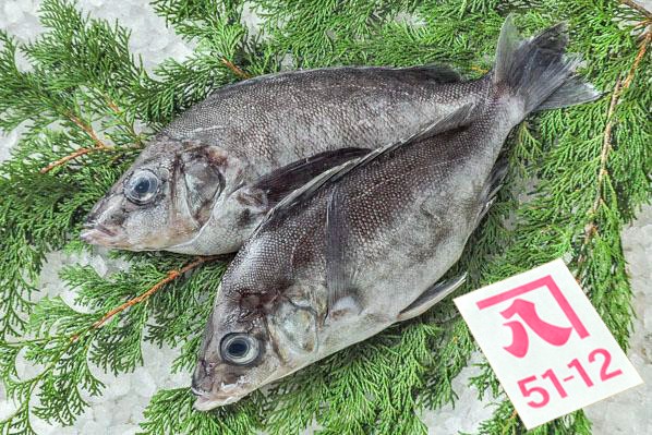 かねはち　ツボダイ（静岡県沼津産）