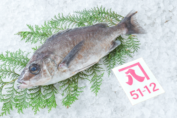 ツボダイ（釣物）