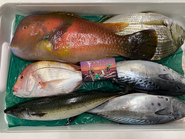 鮮魚BOX【俺の魚】(B)（長崎県五島列島産）