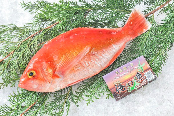 活〆アカイサキ（釣物） 【業務用食材の仕入れなら八面六臂】
