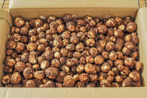 石川芋（3S）箱2kg