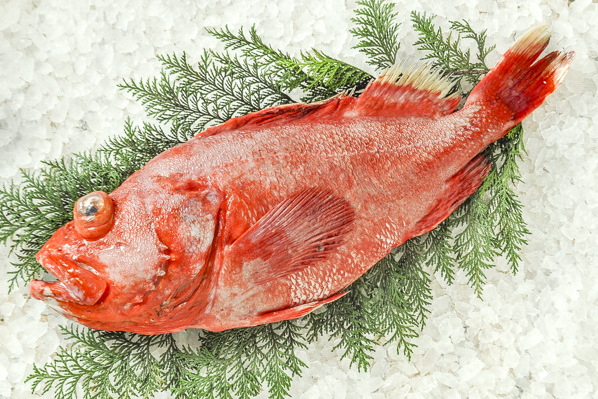 バラメヌケ 釣物 八面六臂