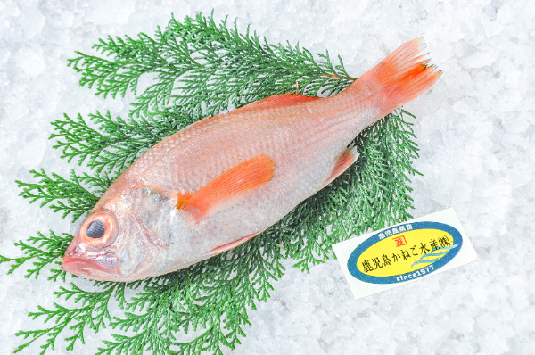 鹿児島かねご水産　アカムツ（鹿児島県産）