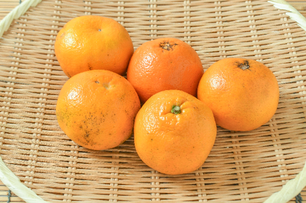 ネーブルオレンジ ネーブルオレンジ（19玉サイズ） 【業務用食材の仕入れなら八面六臂】