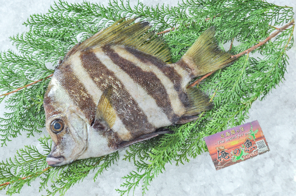 俺の魚　活〆テングダイ（長崎県五島列島産）