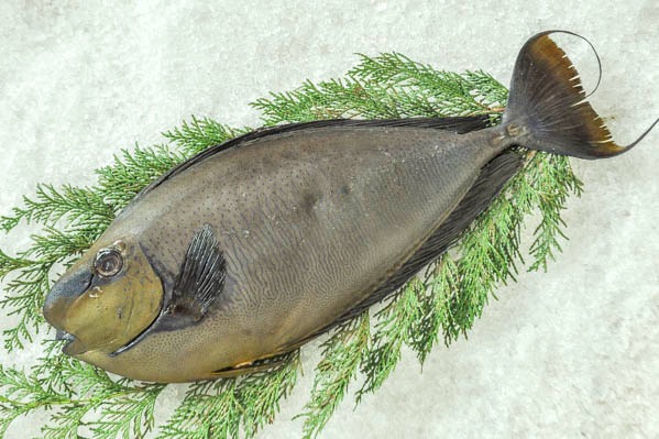 コトヒキ 八面六臂