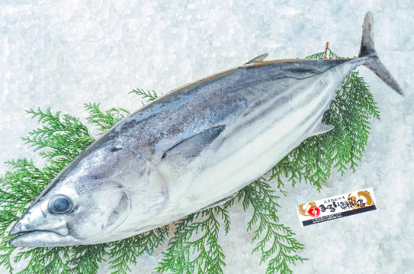 まるい鮮魚店　カツオ（千葉県館山市船形産）