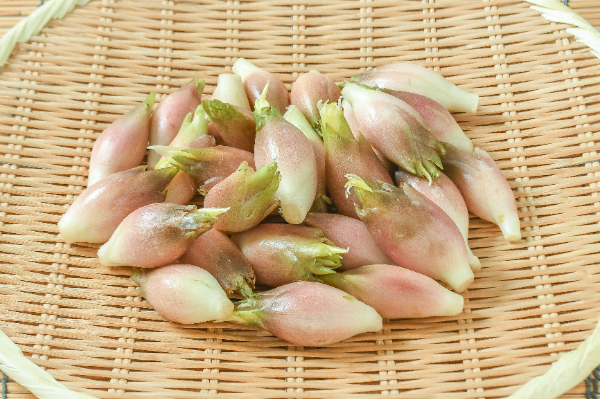 茗荷（花）500gr