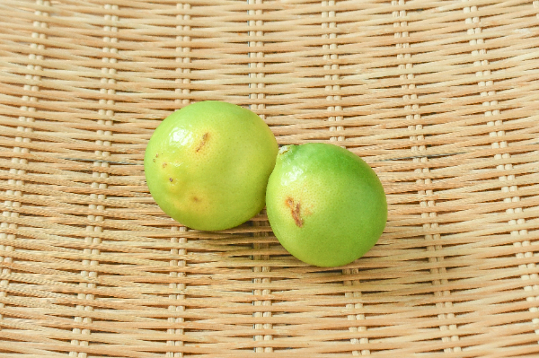 ライム（丸中）