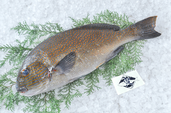 TORAYA　オシャレコショウダイ（愛媛県宇和島産）