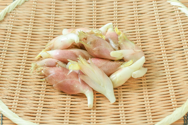 茗荷（花）250gr