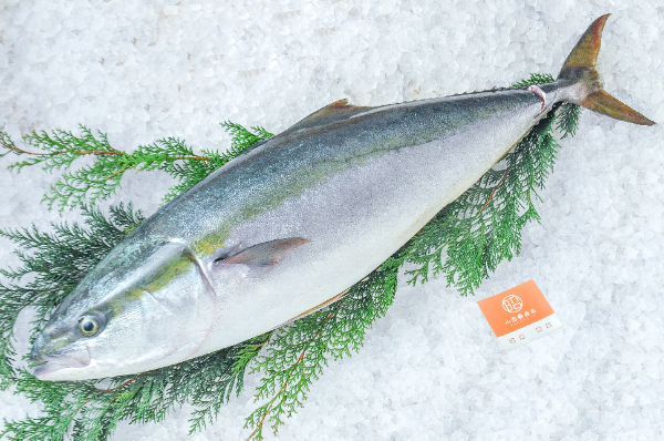 小西鮮魚店　天然ブリ（北海道函館産）