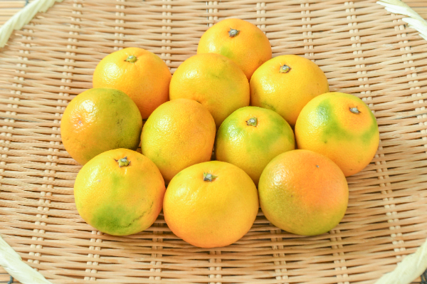 せとか＆紅プリンセス(愛媛果試48号)確認用※購入不可 超期待の新品種爆誕！】愛媛果試第48号(紅プリンセス)をレビュー