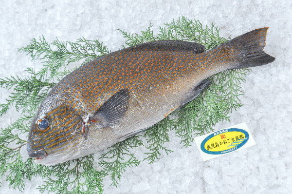 鹿児島かねご水産　オシャレコショウダイ（鹿児島県産）