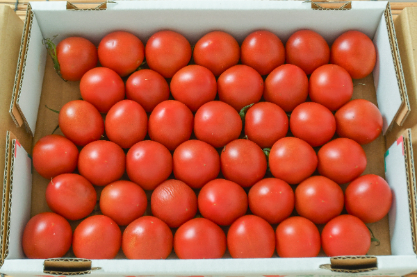 レッドオーレ（42玉サイズ）箱850gr