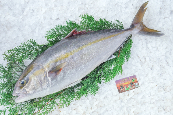 活〆カンパチ（釣物）