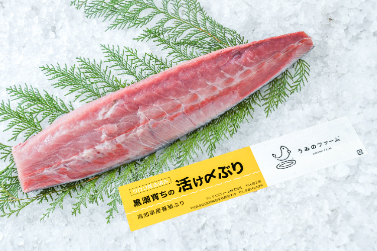 日の出ぶり（1／4）（背腹指定なし）