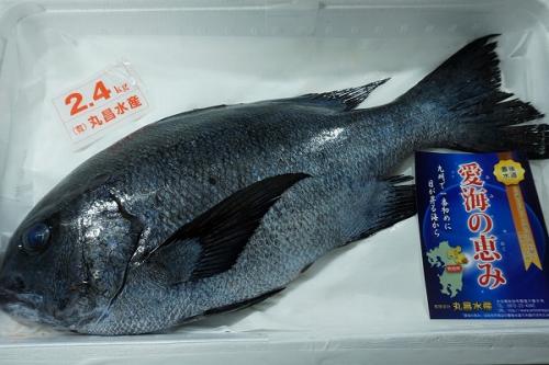 愛海の恵み（丸昌水産）　マダラタルミ（大分県佐伯産）（次回入荷時に撮影してください）