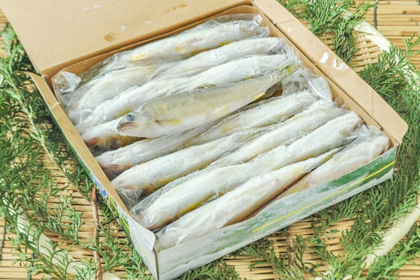 養殖あゆ