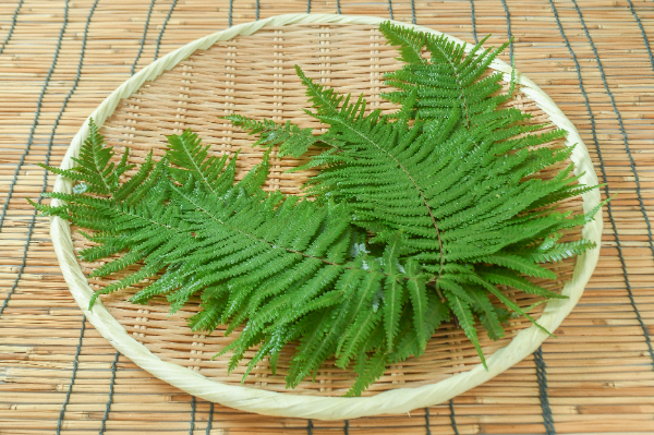 うらじろ（大小込）（B）