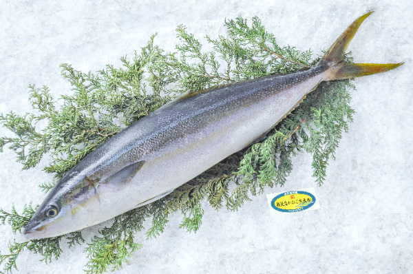 鹿児島かねご水産　ツムブリ（鹿児島県産）