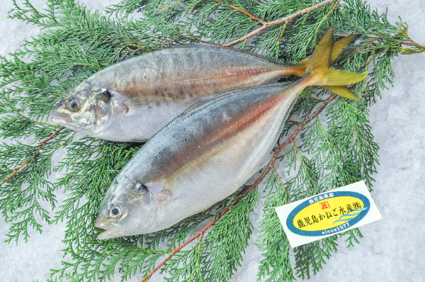鹿児島かねご水産　クロボシヒラアジ（鹿児島県産）