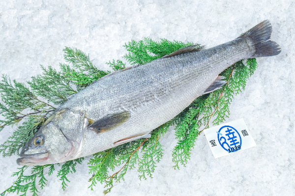 室蘭丸達水産　スズキ（北海道室蘭産）