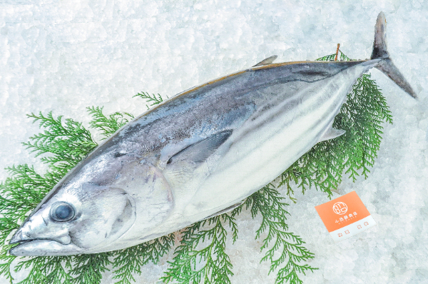 小西鮮魚店　カツオ（北海道函館産）