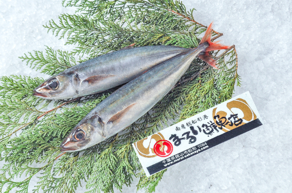 まるい鮮魚店　オアカムロ（オアカアジ）（千葉県館山市船形産）