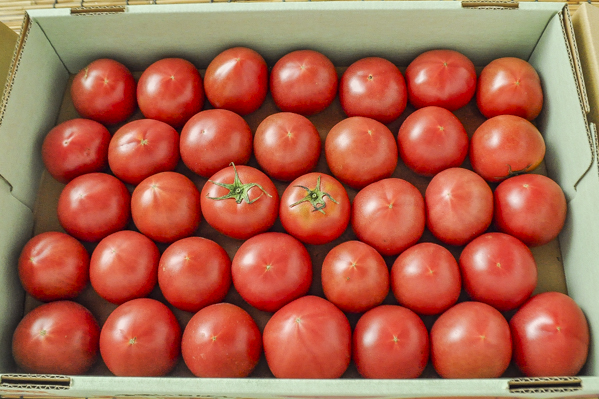 大玉トマト（加工用）
