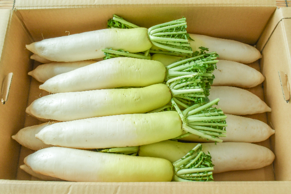 大根（秀S）箱10kg15本入