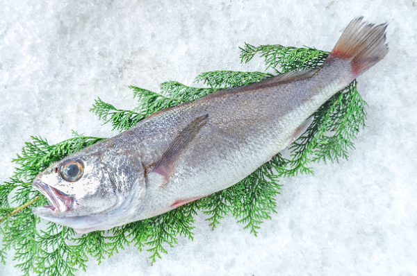 クログチ（釣物）