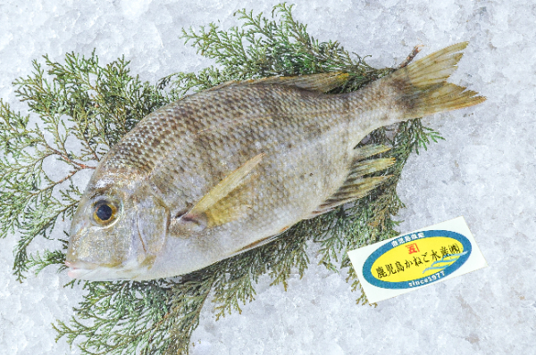 鹿児島かねご水産　メイチダイ（鹿児島県産）