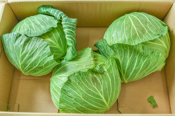 春白菜（6玉サイズ） 【業務用食材の仕入れなら八面六臂】