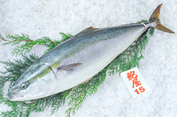 鮑屋　天然ブリ（神奈川県小田原産）