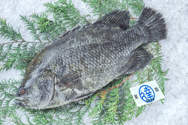 室蘭丸達水産　マツダイ（北海道室蘭産）
